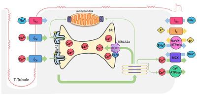 Unbalance Between Sarcoplasmic Reticulum Ca2 + Uptake and Release: A First Step Toward Ca2 + Triggered Arrhythmias and Cardiac Damage